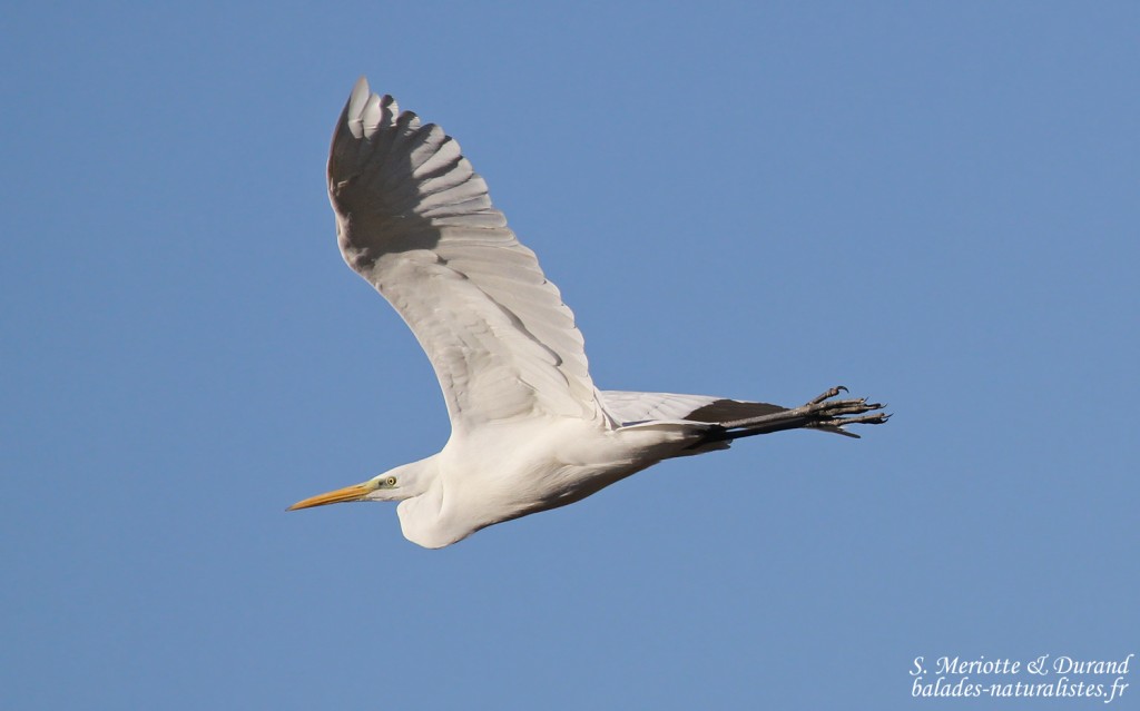 Grande Aigrette, Camargue, novembre 2015