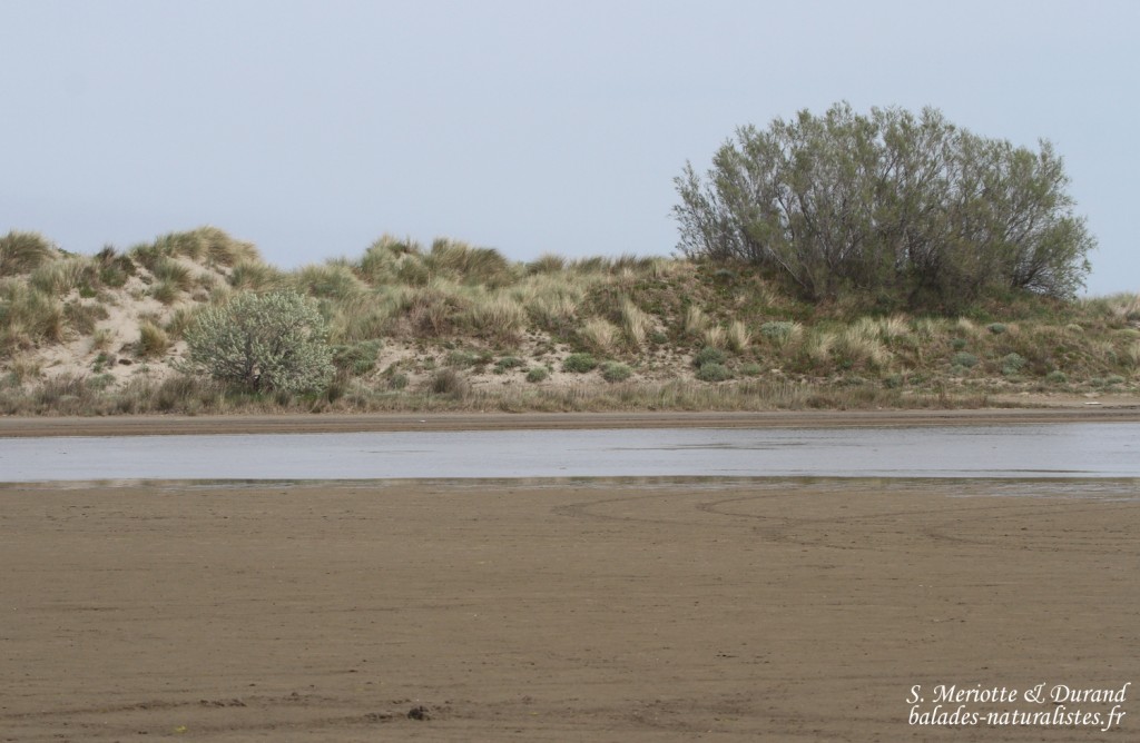 Camargue, dunes