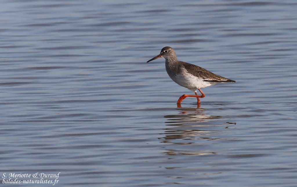 Chevalier gambette, Digue à la mer