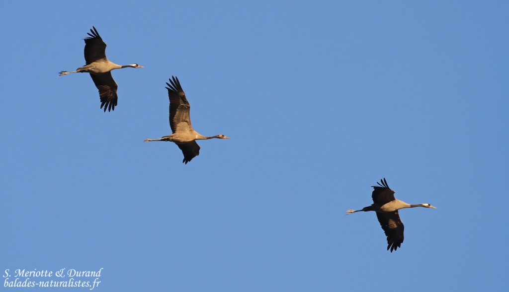 Grues cendrées, Adultes et leur jeune, Camargue, novembre 2015