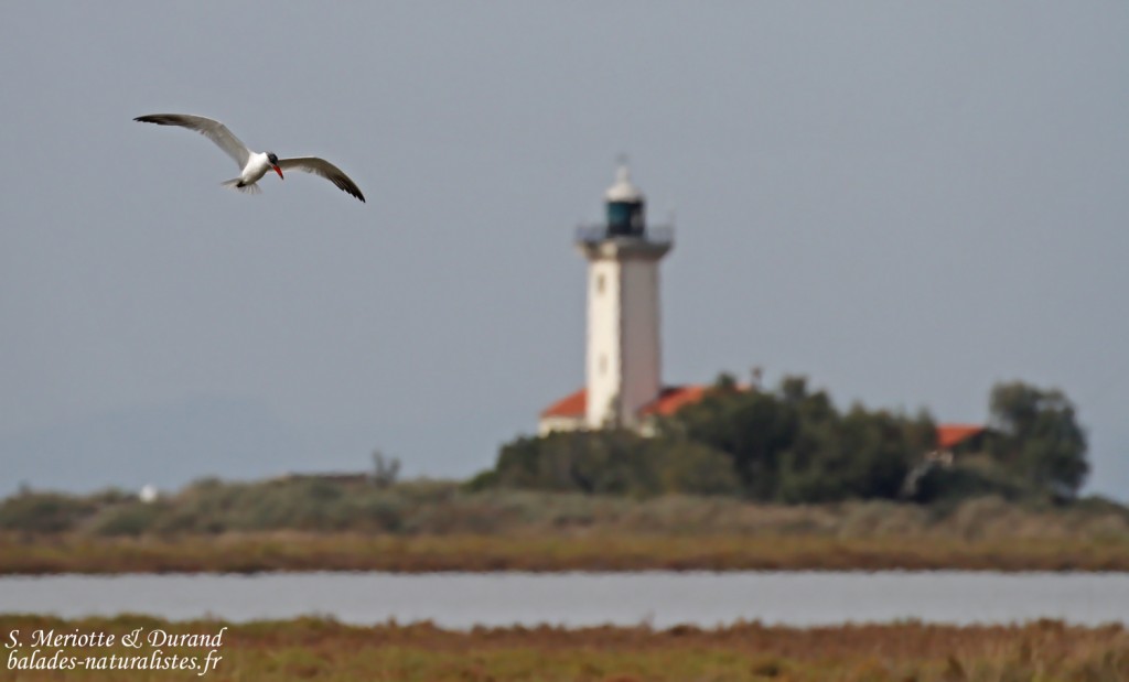 Sterne caspienne et phare de la Gachole