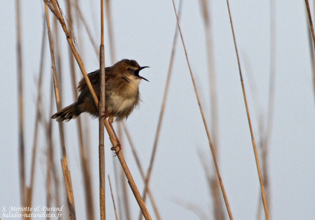 Cisticole des joncs, Camargue