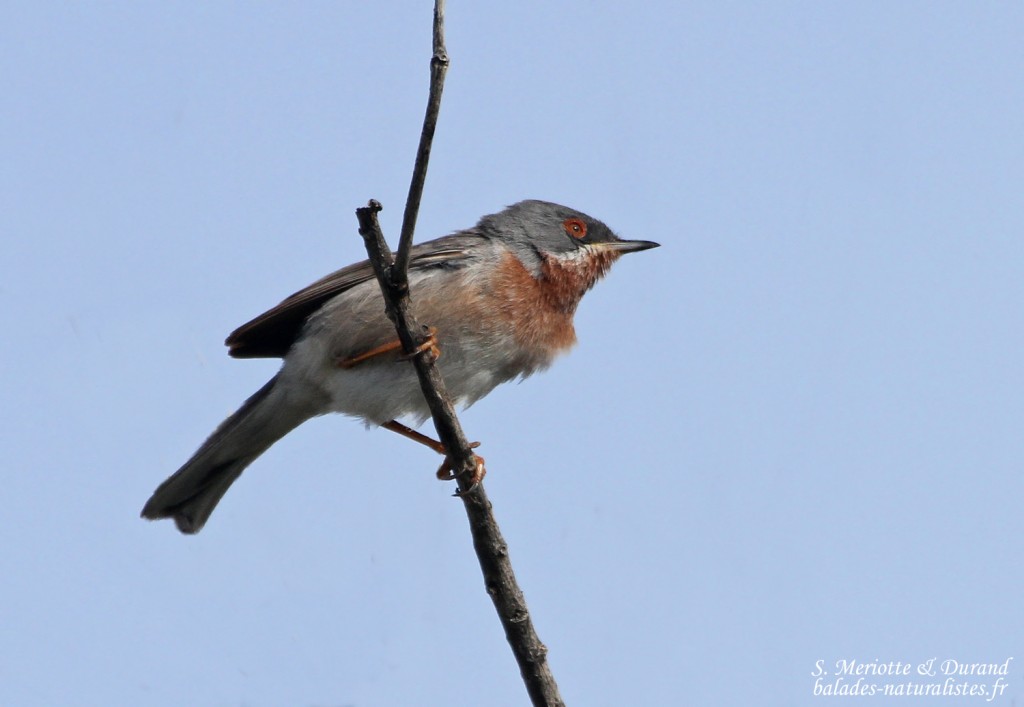 Fauvette des Balkans, Camargue