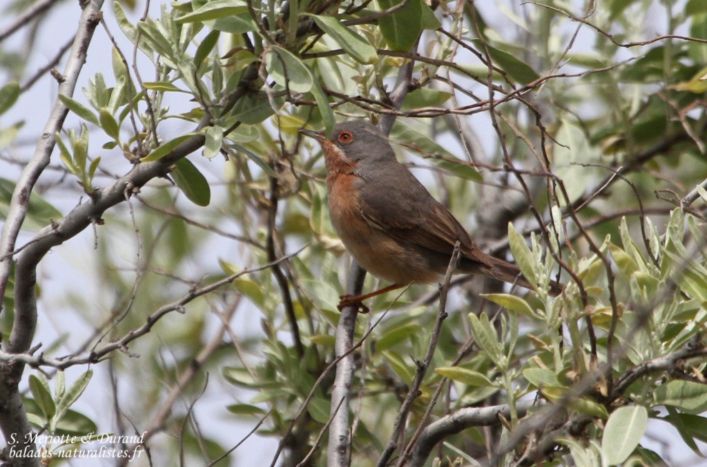 Fauvette passerinette, Camargue