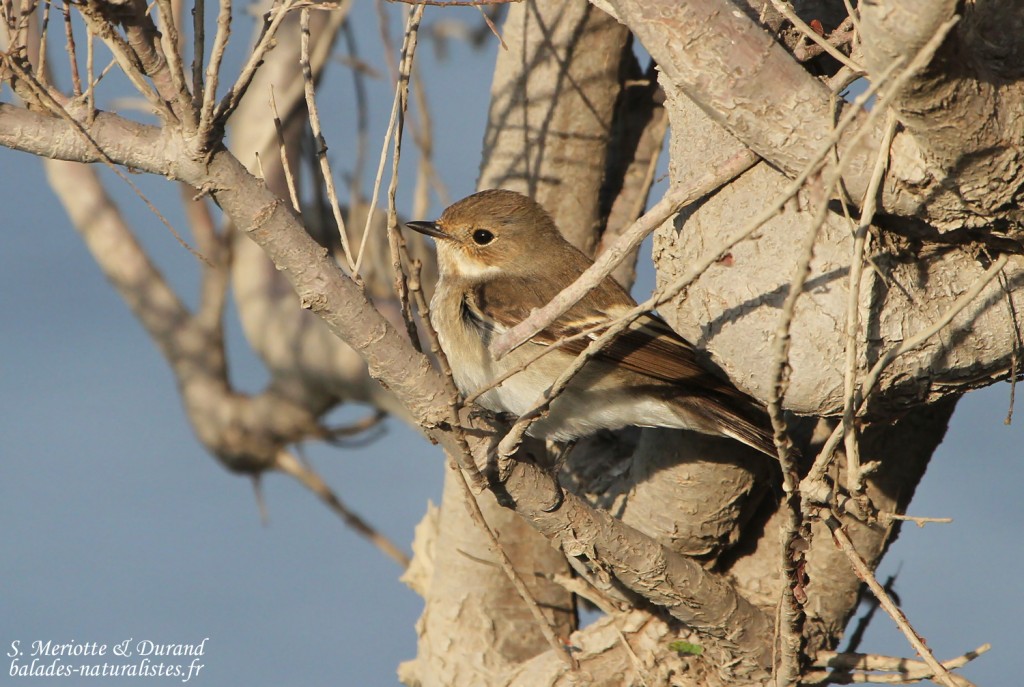 Gobemouche noir, Camargue