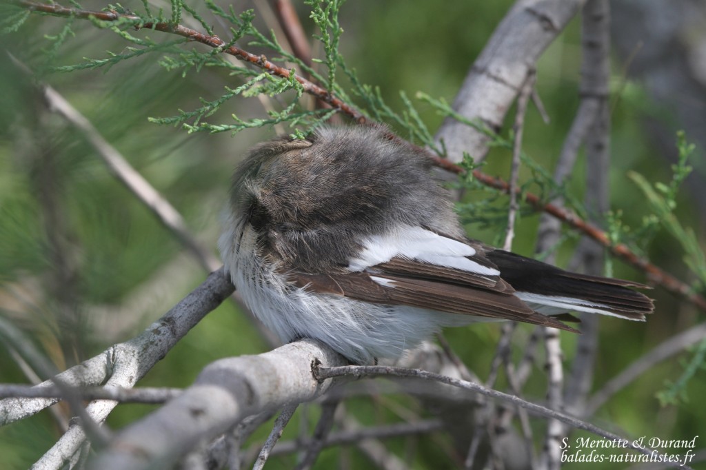 Gobemouche noir, Camargue