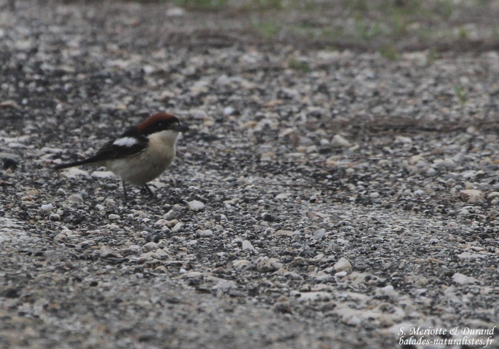 Pie-grièche à tête rousse, sous-espèce badius, Camargue