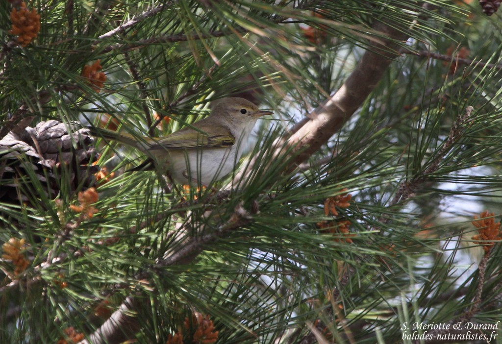 Pouillot de Bonelli, Camargue