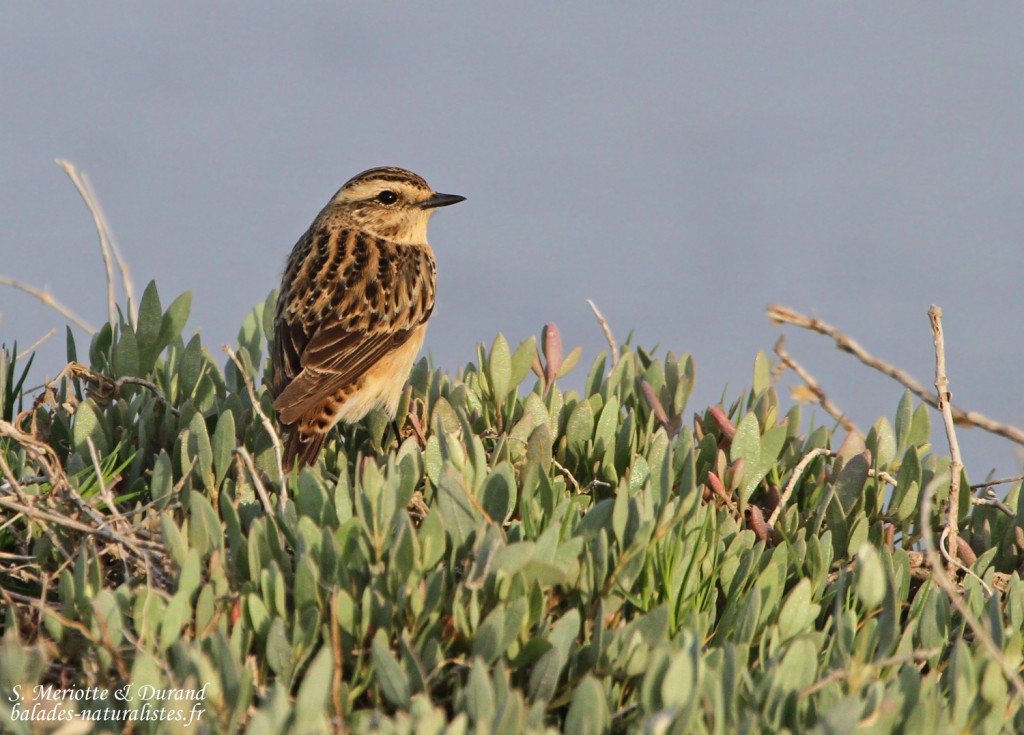 Tarier des prés, Camargue