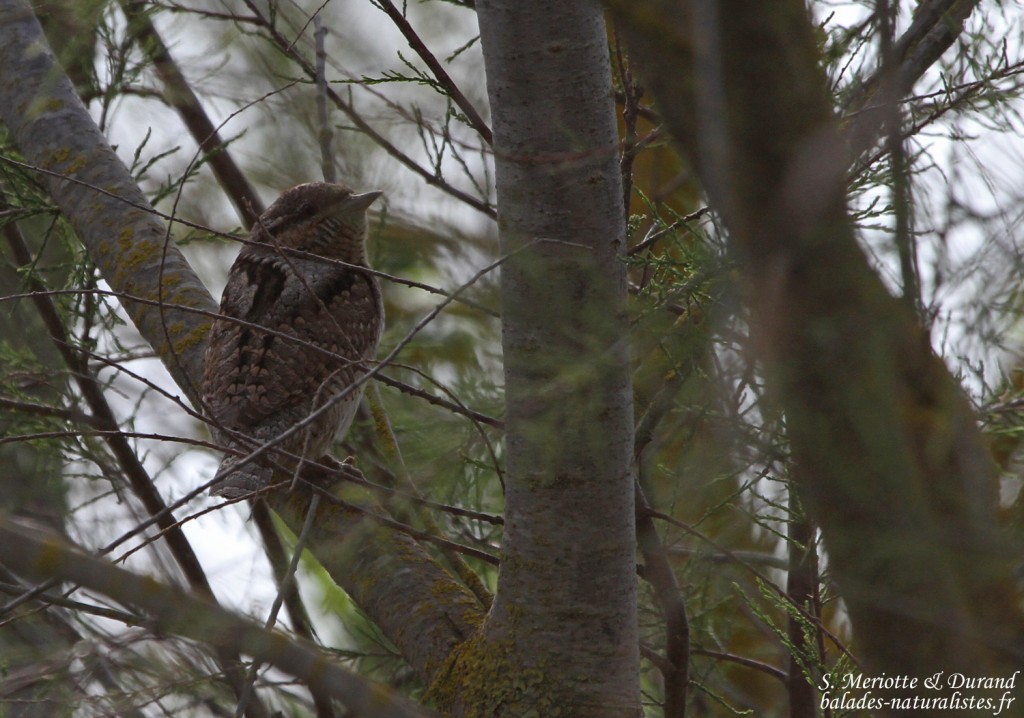 Torcol fourmilier, Camargue