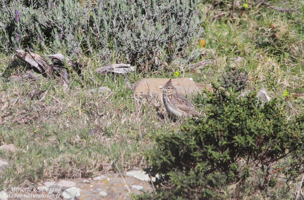 Cochevis de Thékla, Parc National du Cap de Creus, Espagne
