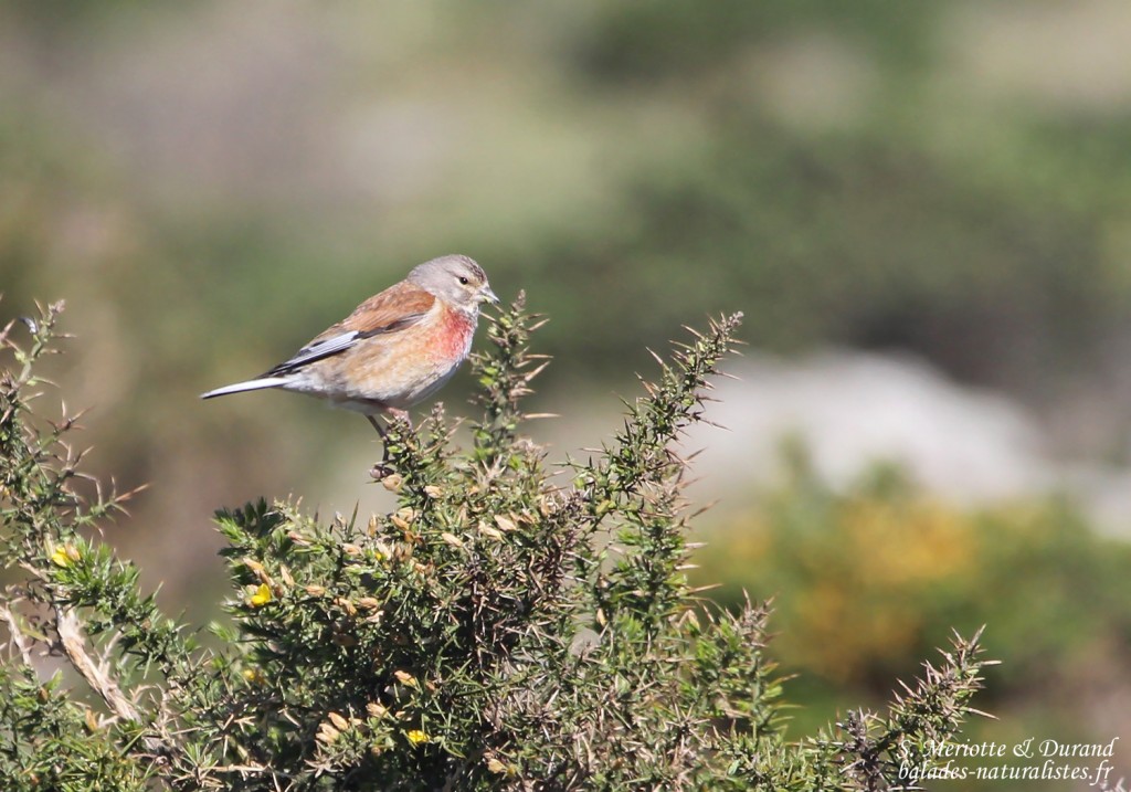 Linotte mélodieuse, Parc National du Cap de Creus, Espagne
