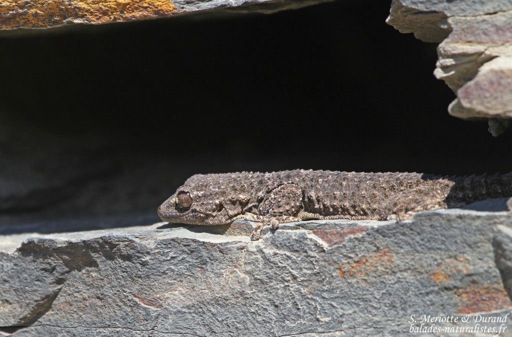 Tarente de Maurétanie, Parc National du Cap de Creus, Espagne