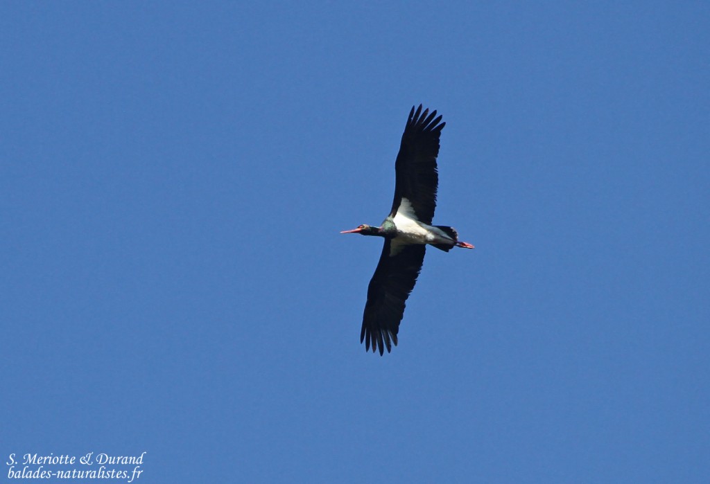 Cigogne noire - Aiguamolls