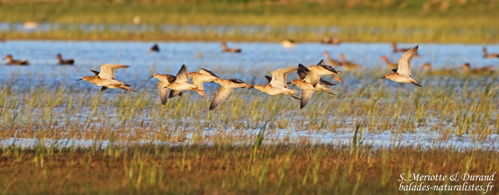 Combattants variés - Aiguamolls