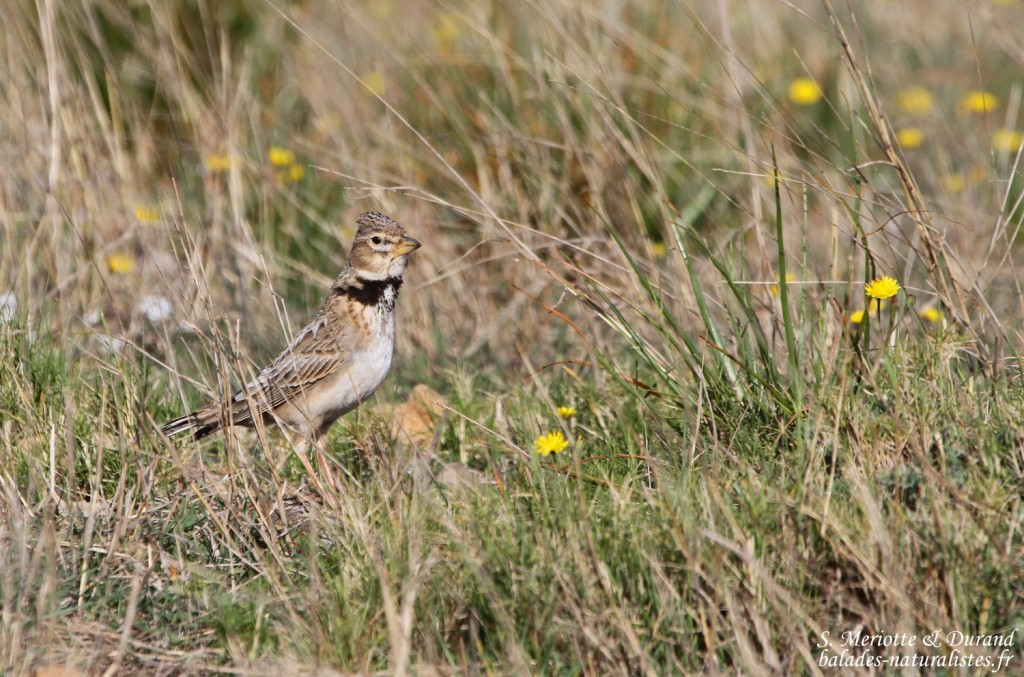 Alouette calandre, Crau (13)