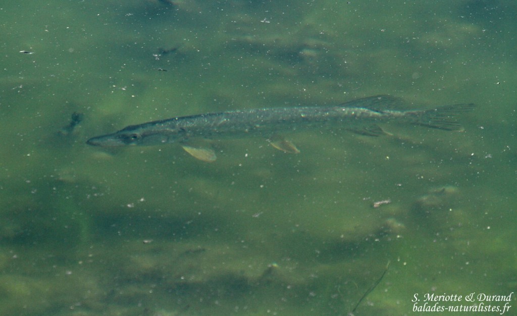 Brochet, Étang des Aulnes (13)