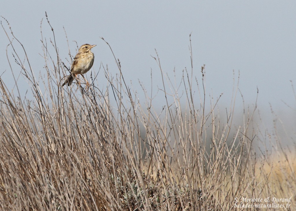Pipit de Richard, Crau (13)