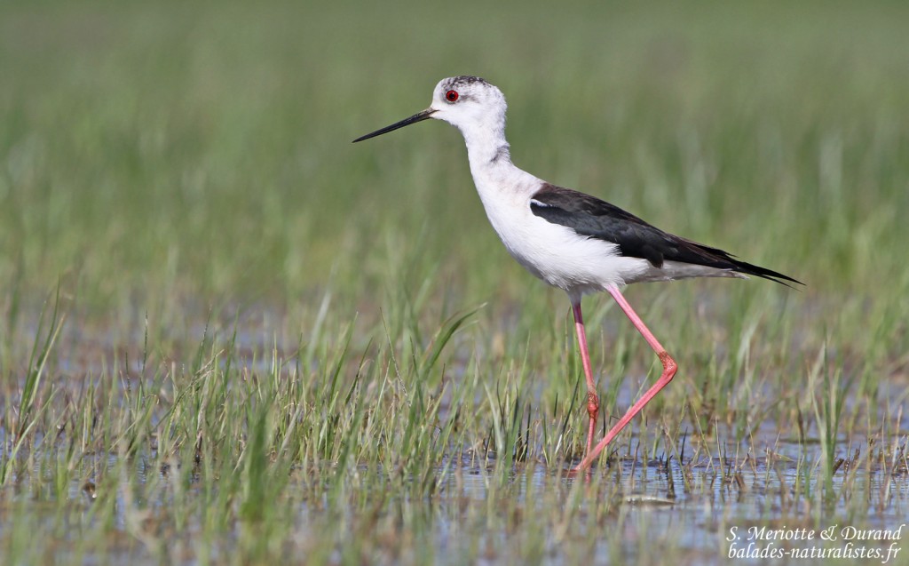 Échasse blanche - Aiguamolls