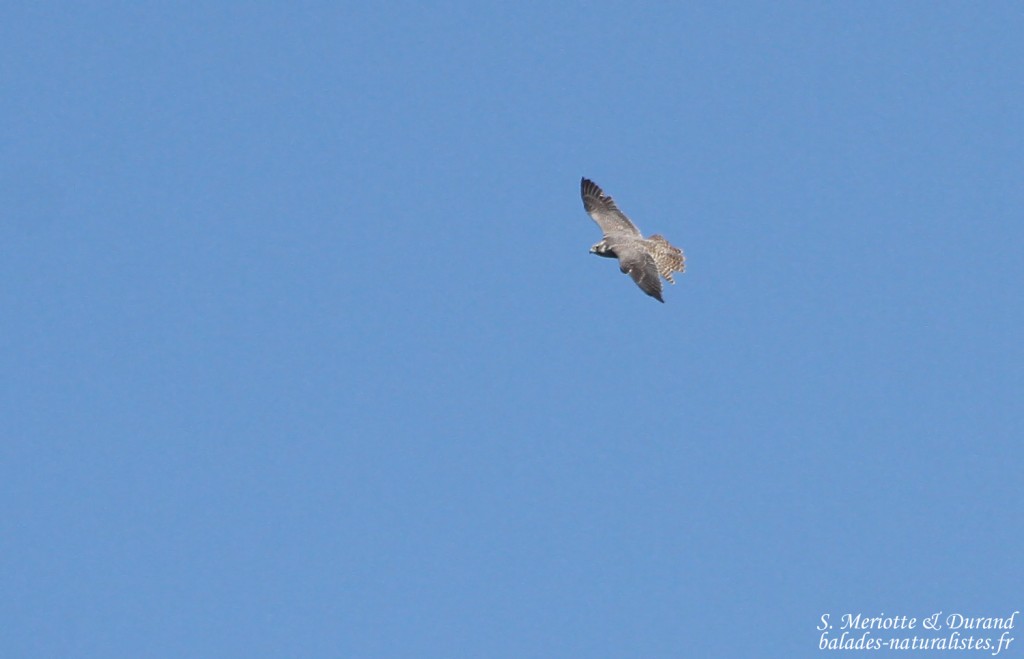 Faucon pèlerin ssp calidus - Aiguamolls