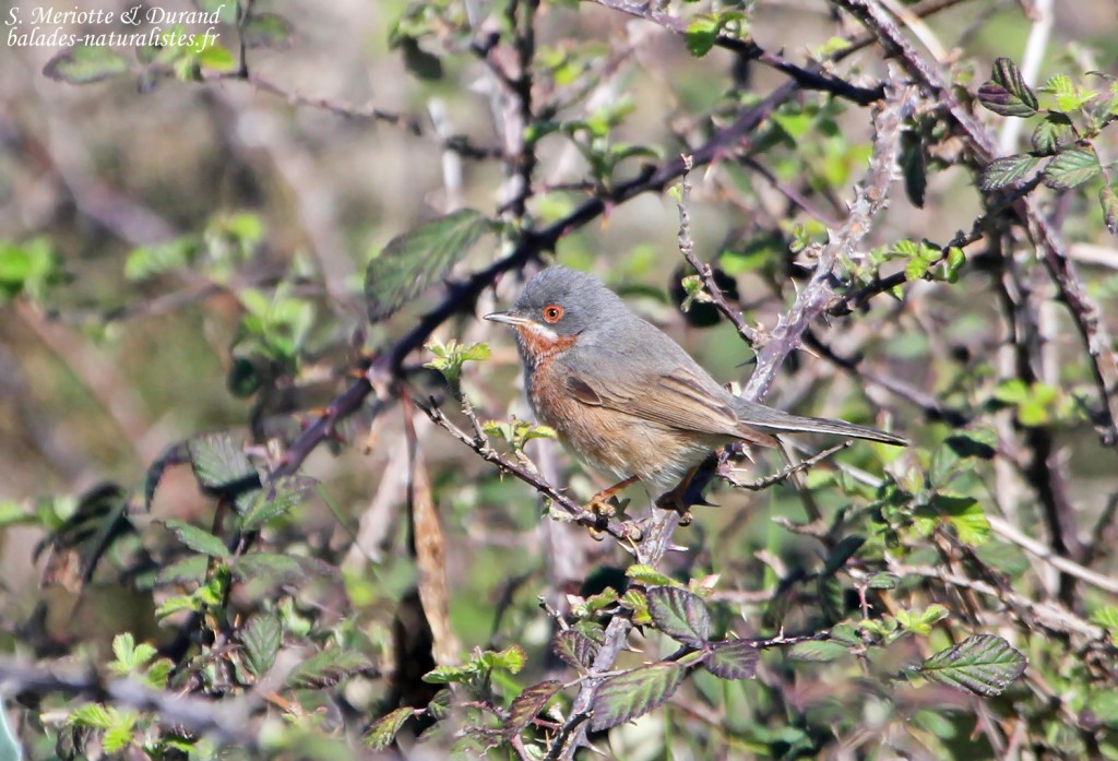 Fauvette passerinette - Aiguamolls