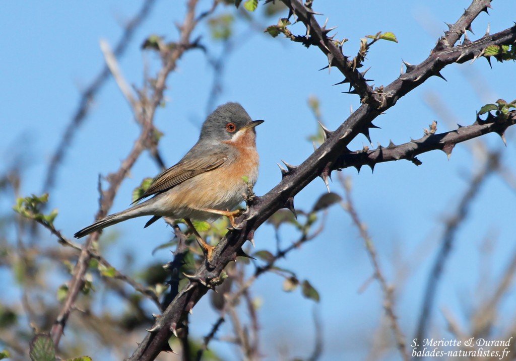 Fauvette passerinette - Aiguamolls