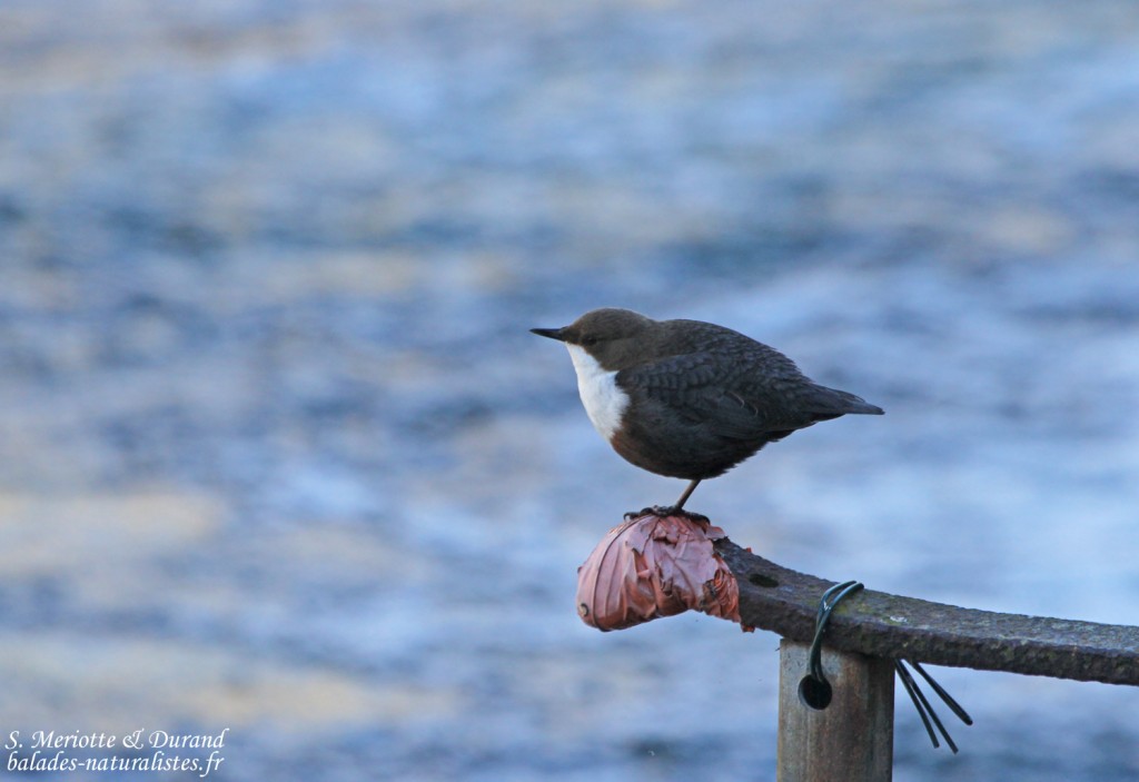 Cincle plongeur, Fontaine de Vaucluse