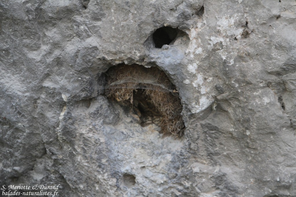 Ancien nid de Cincle plongeur