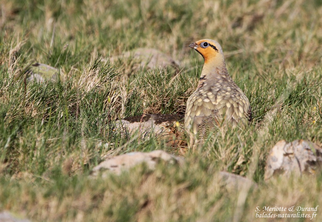 Ganga cata - Pterocles alchata - Crau (13)