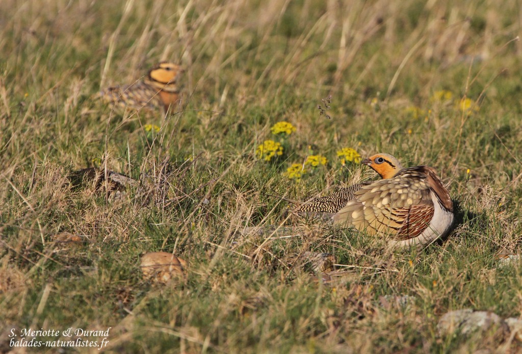 Ganga cata - Pterocles alchata - Crau (13)