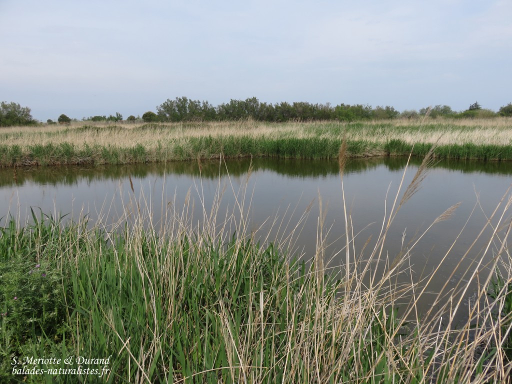 Station d'épuration, La Franqui