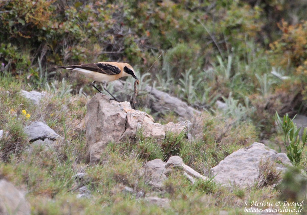 Traquet oreillard, La Palme