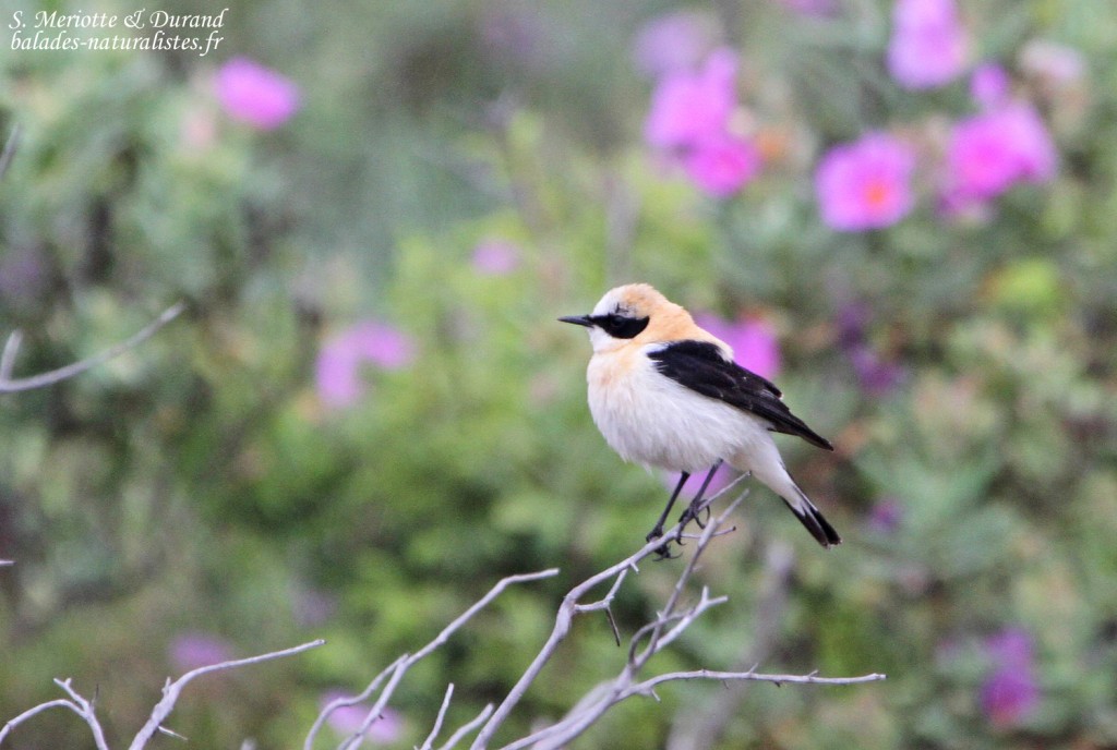 Traquet oreillard, La Palme