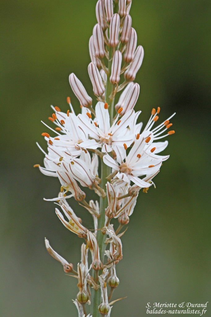 Asphodèle, La Plame