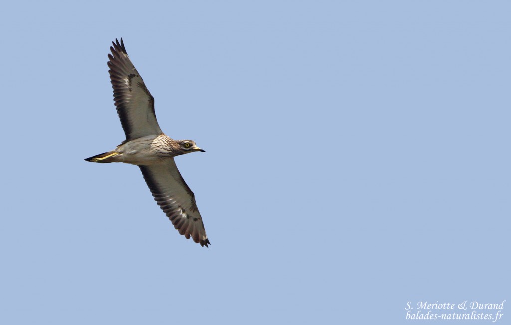 Œdicnème criard, La Franqui, Aude