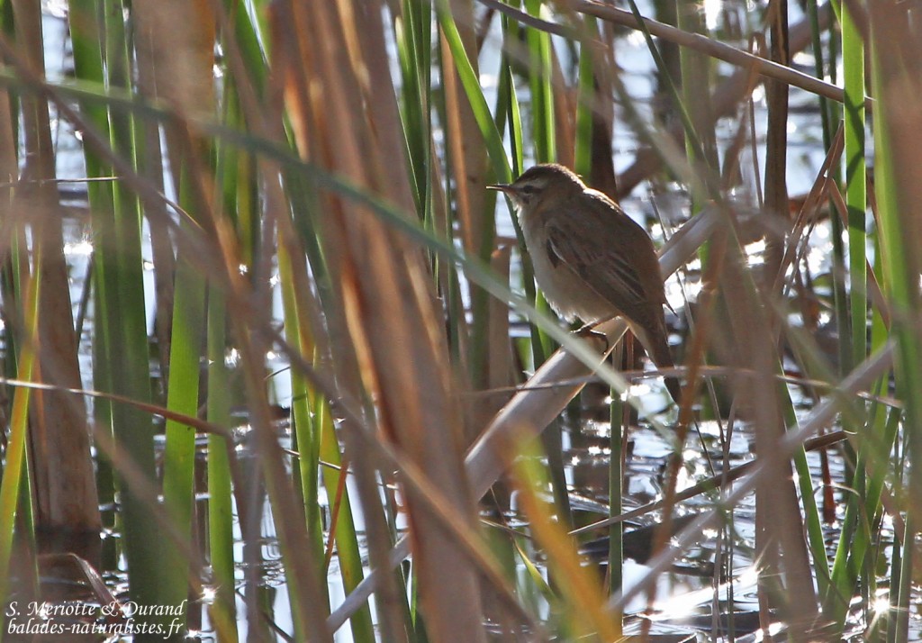 Phragmite des joncs - Aiguamolls