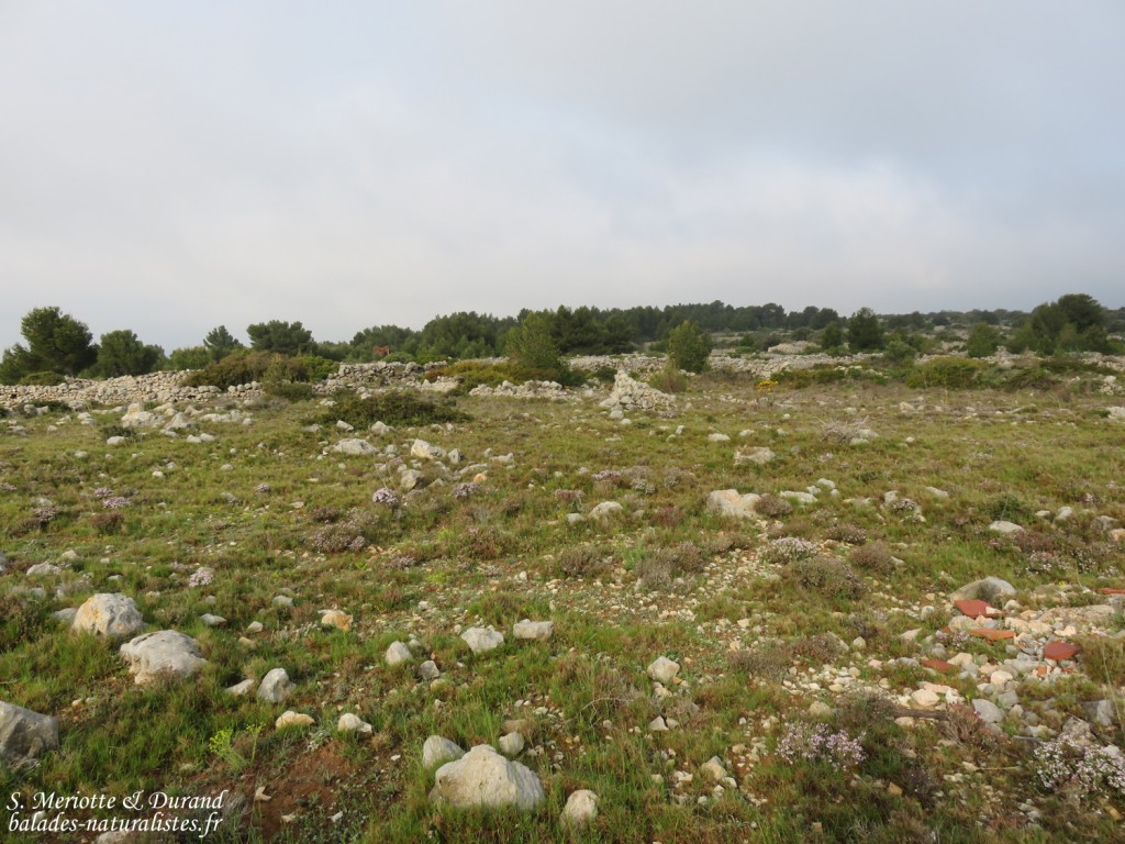 Plateau de Leucate, Aude