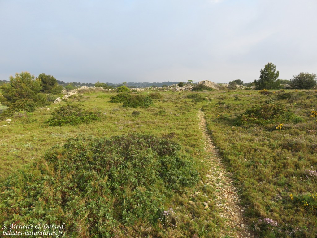 Plateau de Leucate, Aude