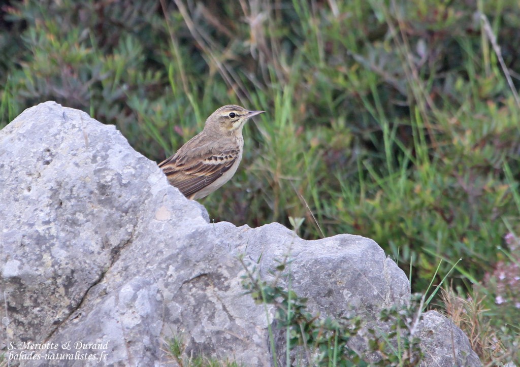 Pipit rousseline, Plateau de Leucate, Aude