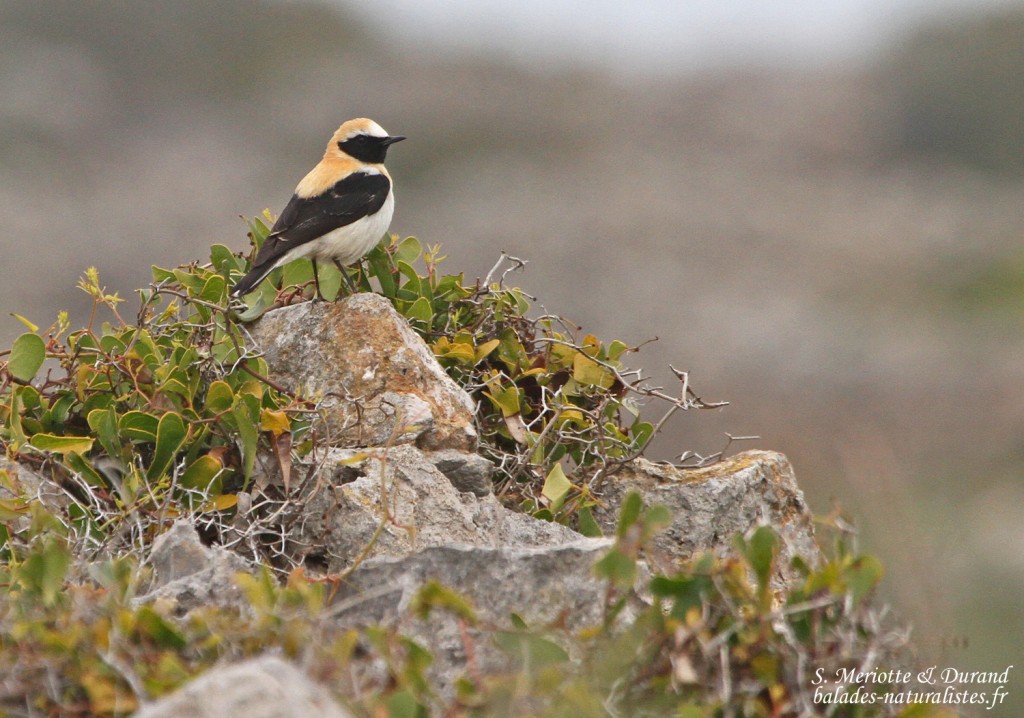 Traquet oreillard, Plateau de Leucate, Aude