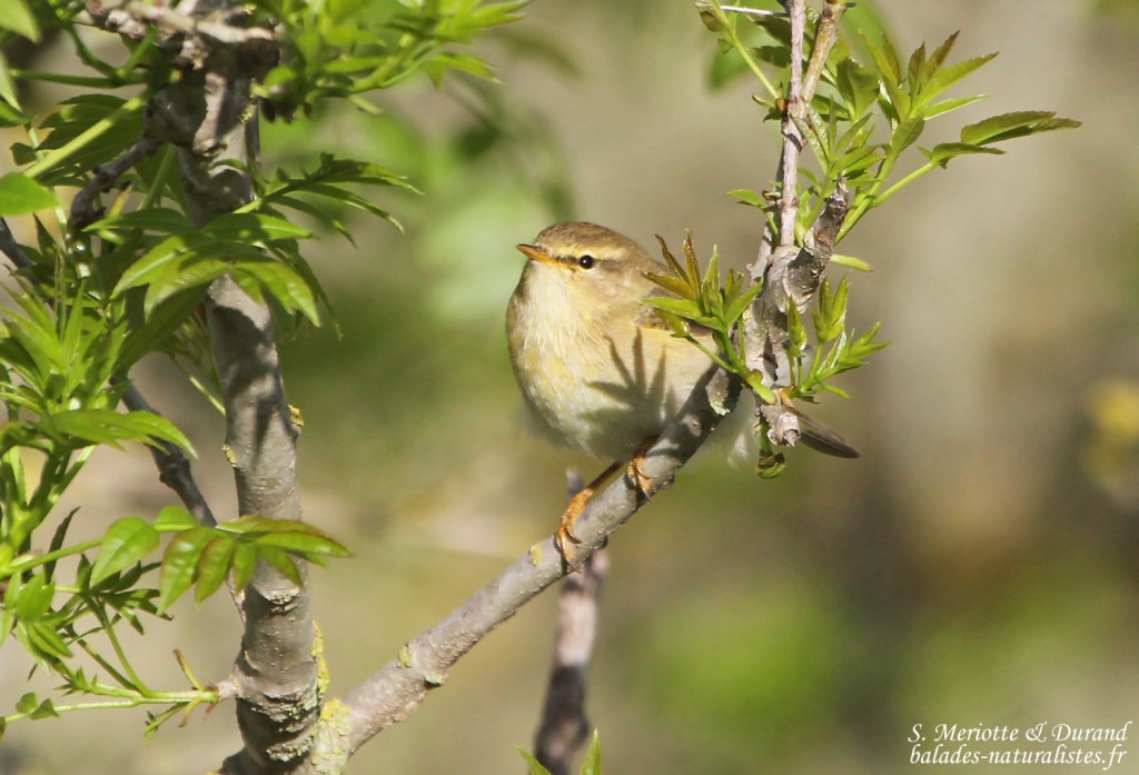 Pouillot fitis - Aiguamolls