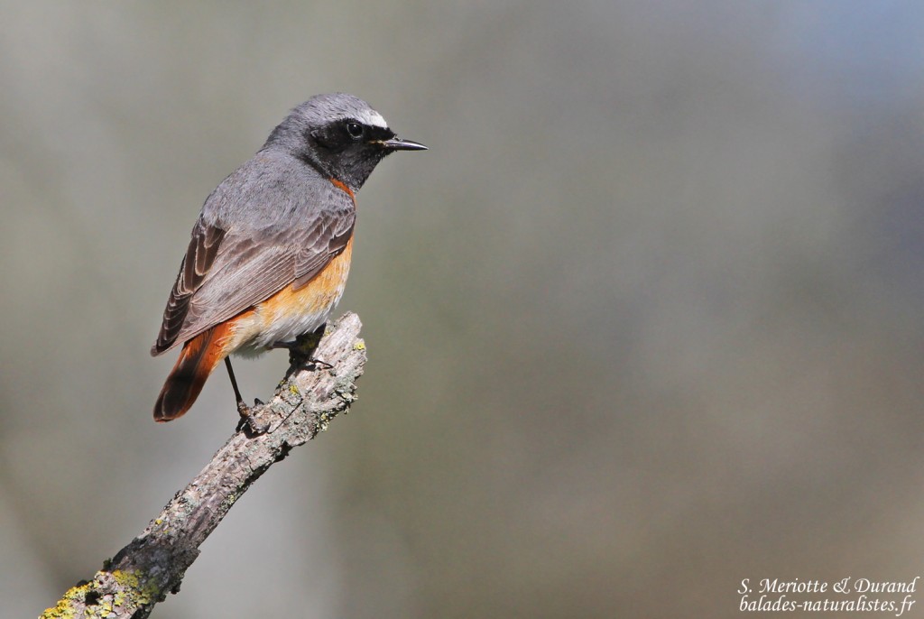 Rougequeue à front blanc - Aiguamolls