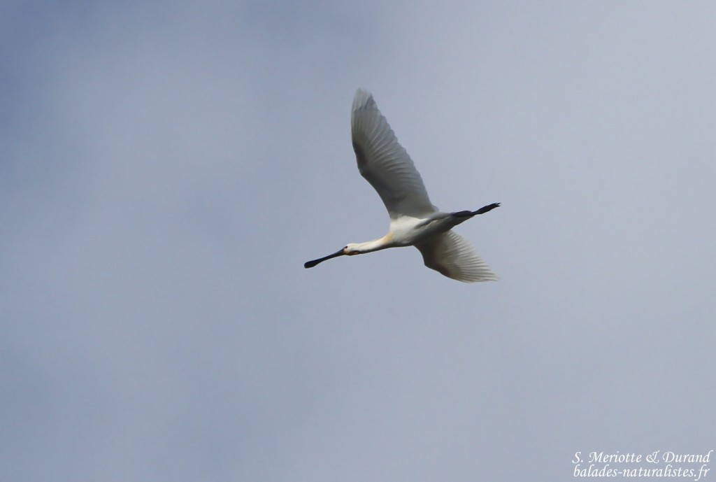 Spatule blanche - Aiguamolls