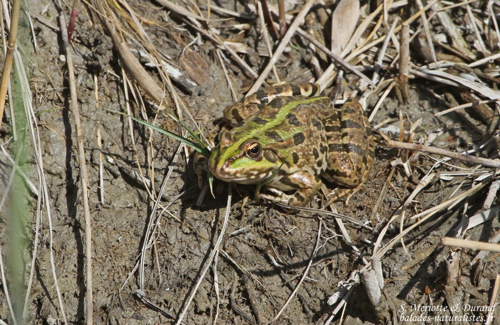 Grenouille rieuse, Marais du Vigueirat (13)