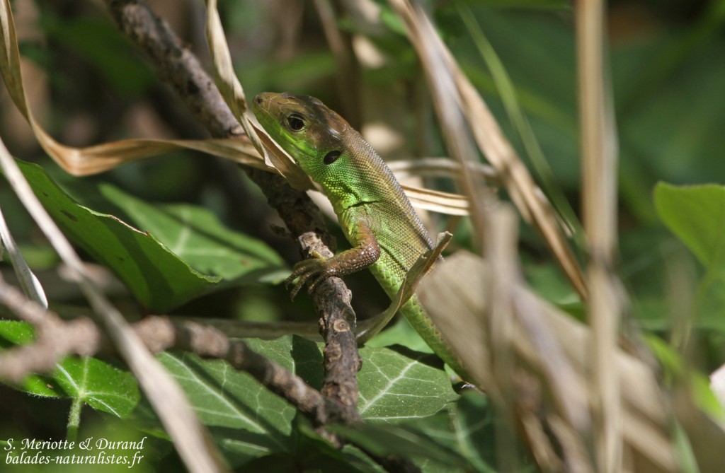 Lézard vert juvénile, Marais du Vigueirat (13)