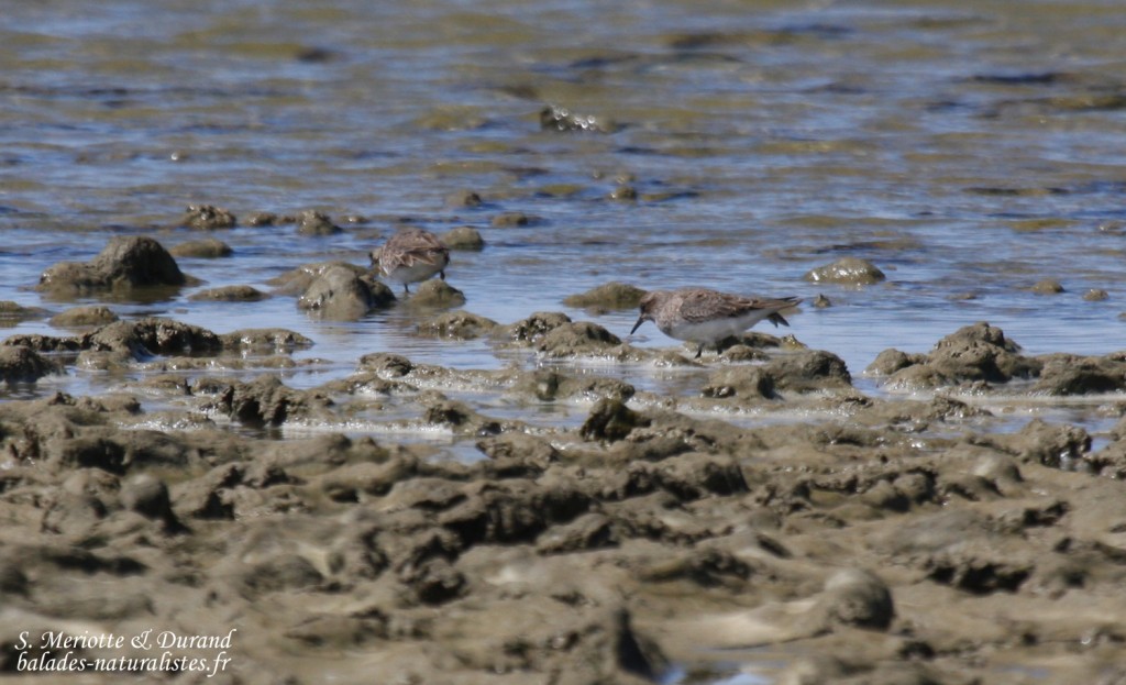 Bécasseau de Teminck, Caùargue