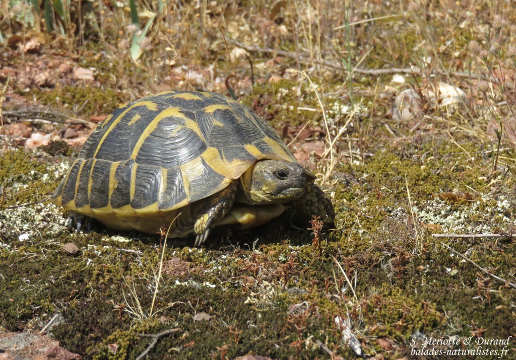 Tortue d'Hermann, Plaine des Maures (83)