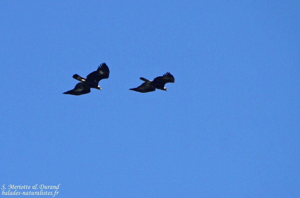 Aigle royal (Col du Noyer, Hautes-Alpes)