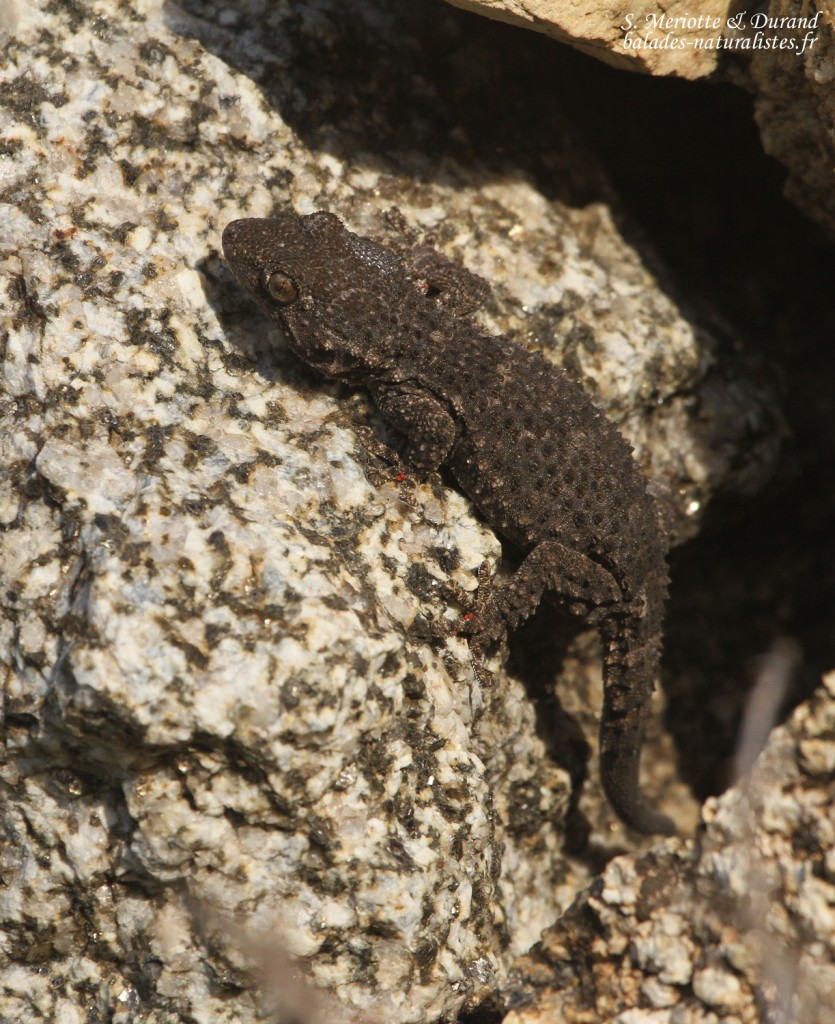 Tarente de Maurétanie, Villaut, mai 2015