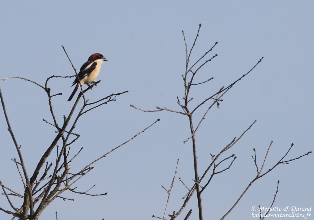 Pie-grièche à tête rousse, Villaut, mai 2015